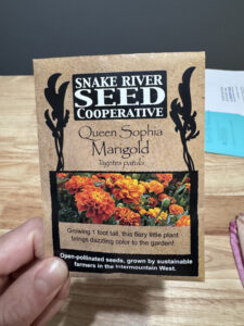 Marigold: Seed Starting