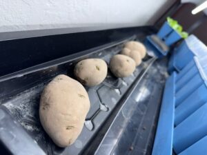 Potato: Seed Starting