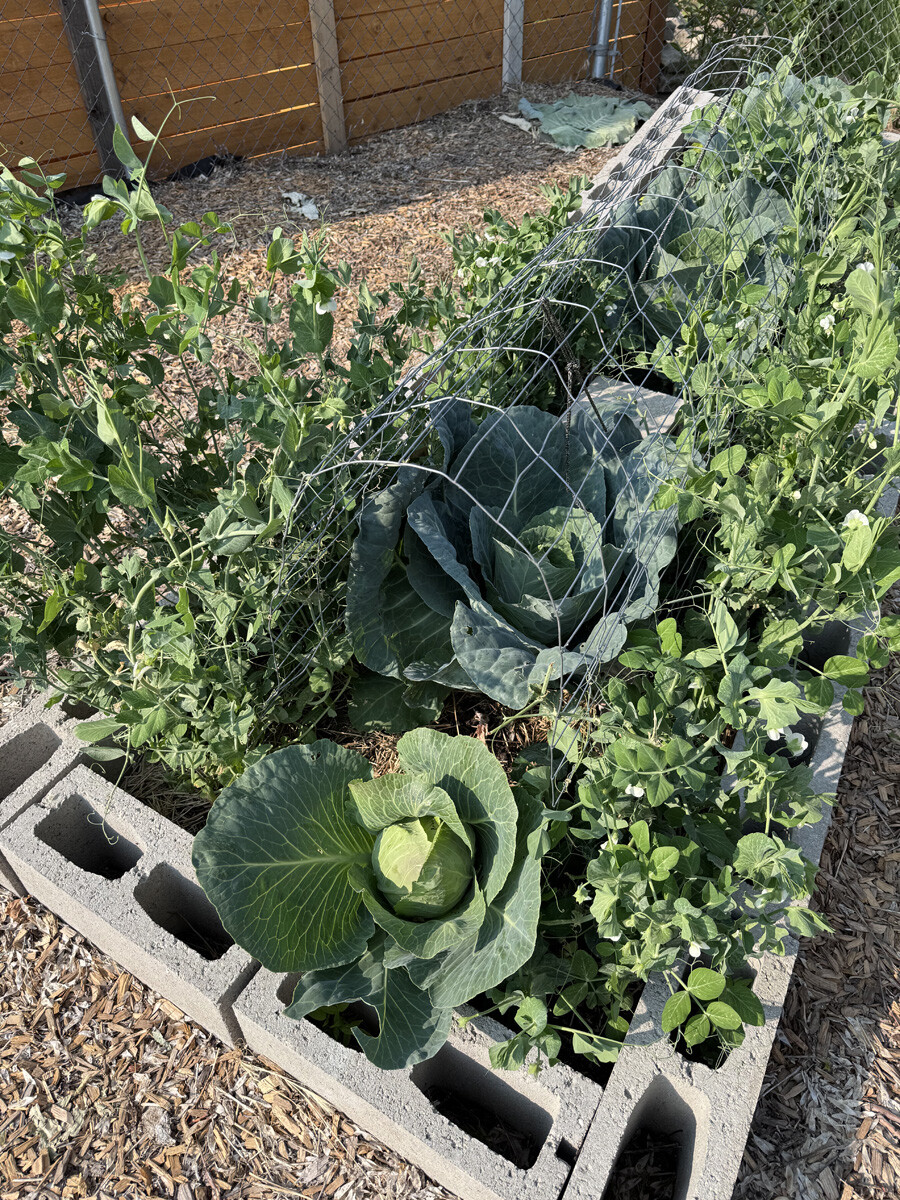 2025 Garden