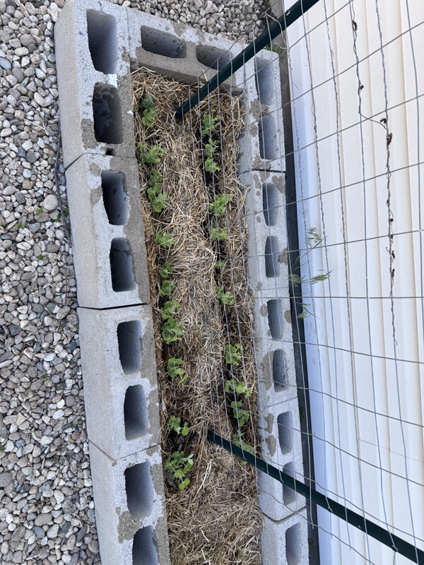 Pea Seedlings Week 4